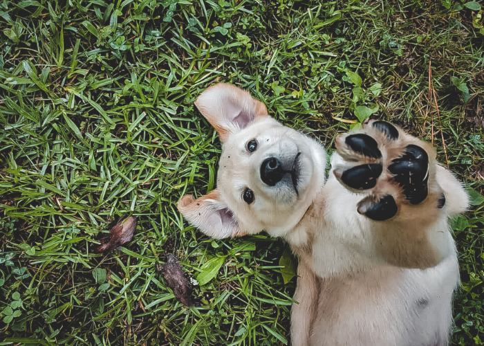RSPCA Business Cloud | CPiO Video Case Study | CPiO